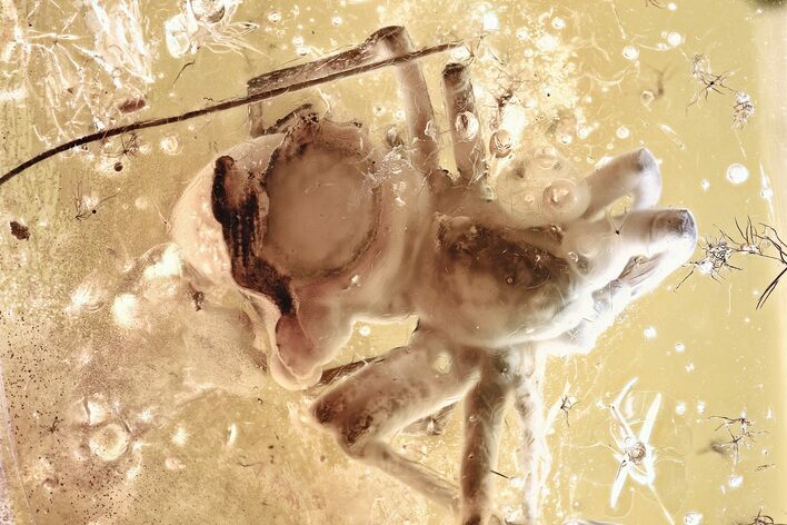 Large Detailed Fossil Spider (Araneae) In Baltic Amber #346398